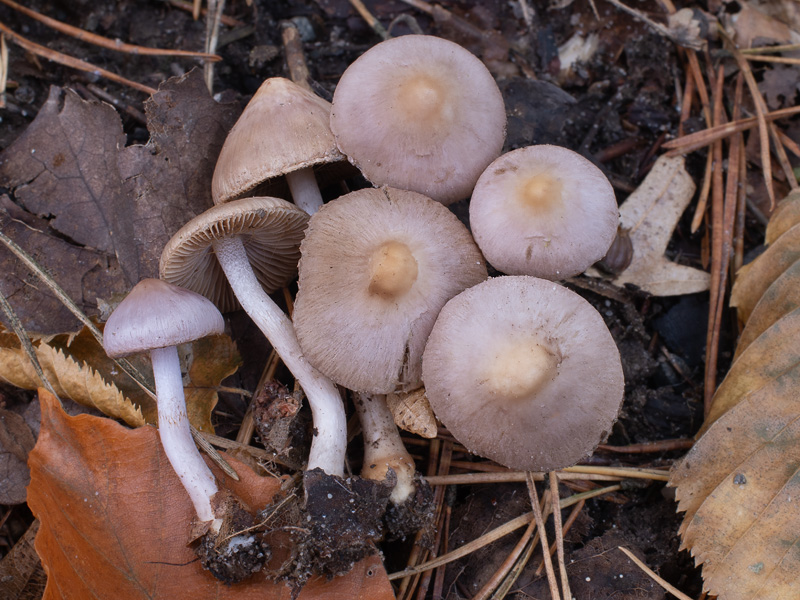 Inocybe geophylla var. lilacina